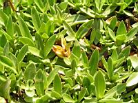 Gentiane - Gentiana Occidentalis (fam. Gentianacees) (Pyrenees, Cordillere cantabrique) (04) (Photo F. Mrugala)